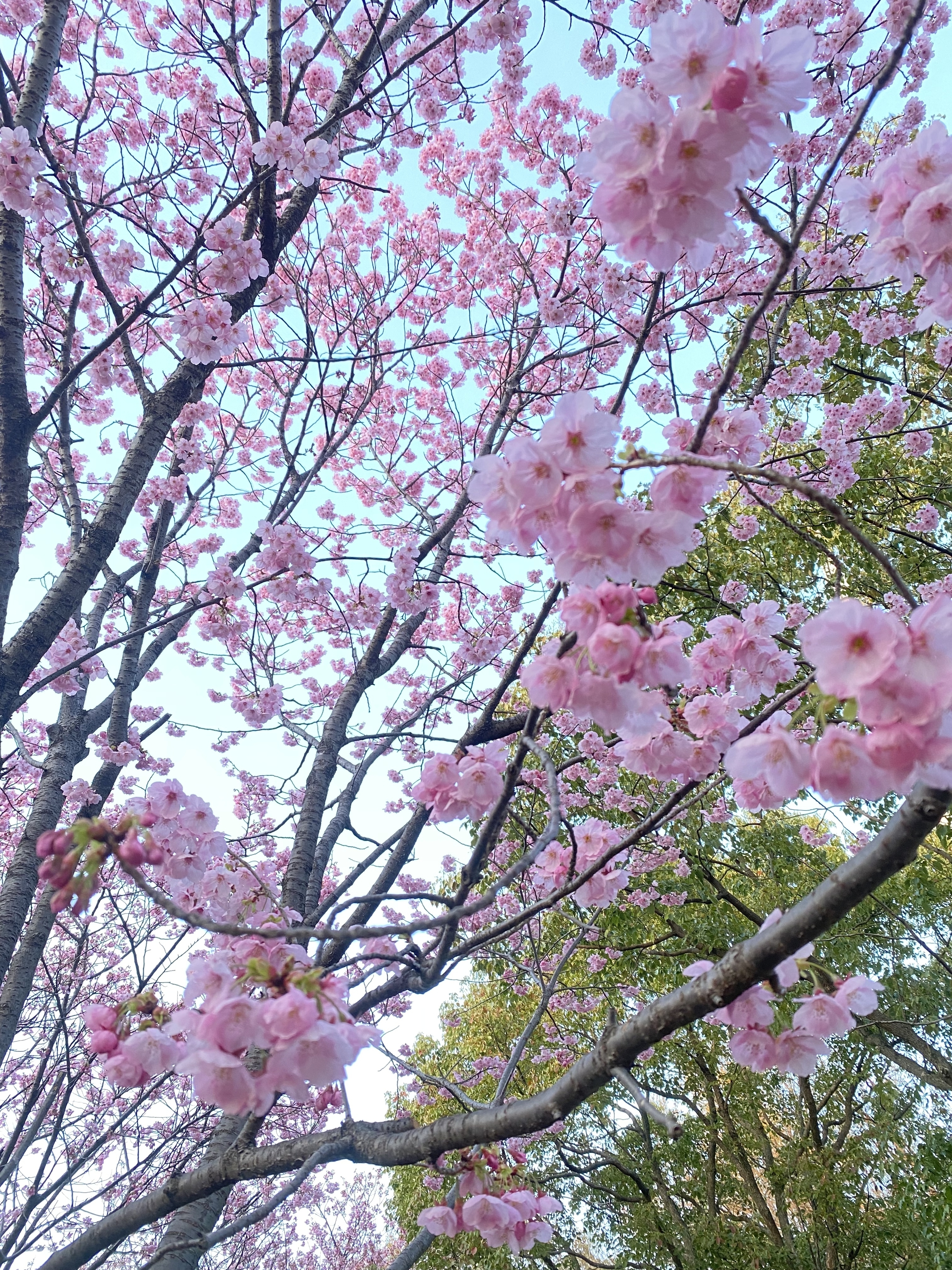 緑地公園にて